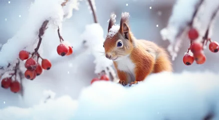 Fotobehang squirrel in the snow © Grumpy