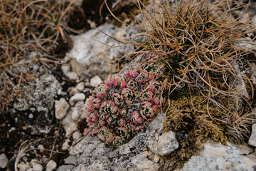 The wild succulents grow on rocks. Closeup of succulents growing on rocks. Plant closeup background. Wild succulent plants.