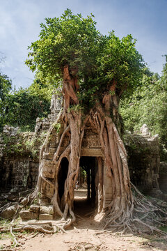 le plus célèbre Tetrameles nudiflora de Angkor, au Ta Som