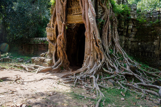 gros plan sur racine de Tetrameles nudiflora au Ta Som, à Angkor