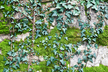 Stone wall texture overgrown with leaves and moss. Abstract nature and urban backgrounds