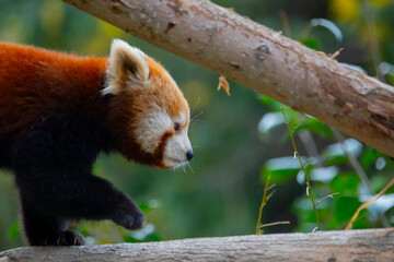 Red panda - Ailurus Fulgens - portrait. Cute animal resting lazy on a tree, useful for environment...