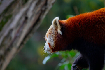 Red panda - Ailurus Fulgens - portrait. Cute animal resting lazy on a tree, useful for environment...