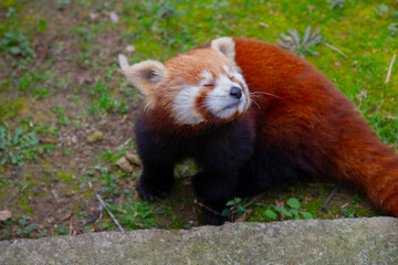 Red panda - Ailurus Fulgens - portrait. Cute animal resting lazy on a tree, useful for environment concepts.