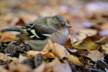 Close up photo of common chaffinch (Fringilla coelebs) adult female in autumn leaves. Isolate background. Most common bird of Europe. 
