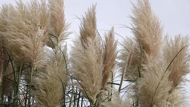 fonds of pampas grass in nature