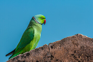 Indian ringed parrot sittingon the stone wall of an ancient fort or fortress. Ths parakeet is known...