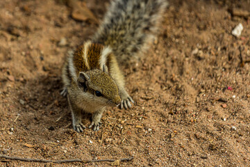 Closeup portrait of a small fluffy Indian palm squirrel standing on the ground. This animal is also...