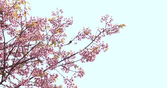 wild Himalayan Cherry blossom blooming, Wild Himalayan Cherry is a species of flowering plants, 4k video