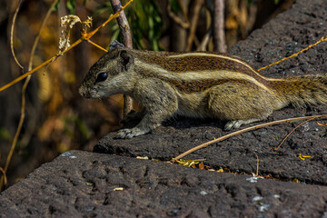 Little fluffy Indian palm squirrel sitting on a stone wall. Big fluffy tail. This animal is also known as Funambulus palmarum, three-striped palm squirrel. Looks like a chipmunk.