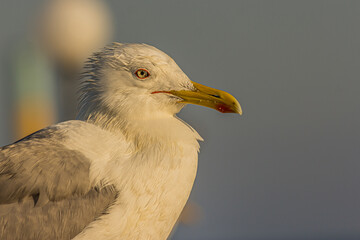 Portrait of a gull or seagull standing on a seaside railing at golden hour near the ocean at sunset or sunrise. It's Caspian gull (Larus cachinnans) nesting in the Black and Caspian Seas.