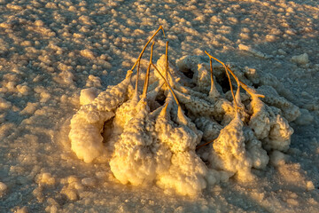 A tumbleweed branch covered with salt crystals on the saline or salt lake Baskunchak (Russia, Volrograd). White salt on yellow branches in sunset or dawn light. In the morning or evening.