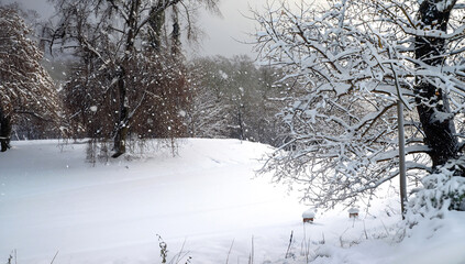 Obraz premium Snowing forest tree, beautiful nature, winter weather