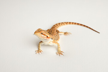 Bearded dragon, pogona vitticeps, isolated on white background, Tiger Pattern Morphs. Professional...