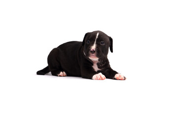 Cute little American Pit Bull Terrier puppy isolated on white background