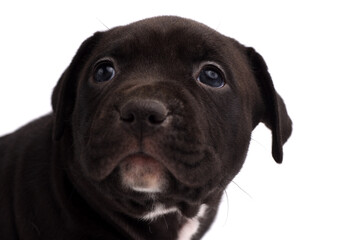 Cute little American Pit Bull Terrier puppy isolated on white background