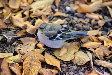 Close up photo of common chaffinch (Fringilla coelebs) adult female in autumn leaves. Isolate background. Most common bird of Europe. 