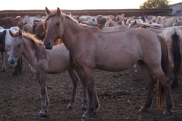 Horses of different colors with foals in a paddock on a farm on sunset