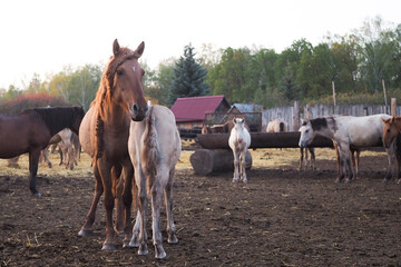 Horses of different colors with foals in a paddock on a farm on sunset