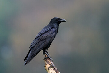 Common raven (Corvus corax)