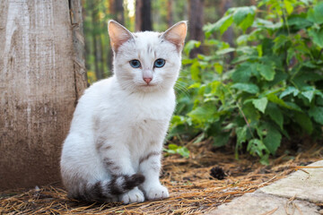 Naklejka na ściany i meble Beautiful white Homeless kitten with blue eyes looking at the camera