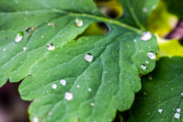 Raindrops on the leaves. HDR Image (High Dynamic Range).