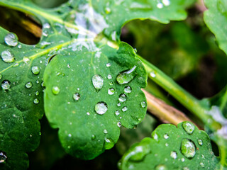 Raindrops on the leaves. HDR Image (High Dynamic Range).
