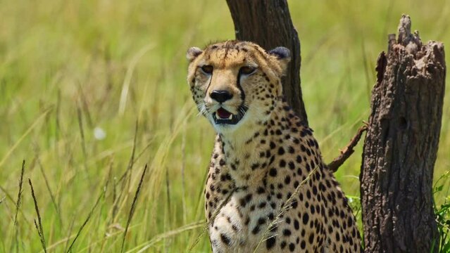 Slow Motion Shot of Cheetah with mouth open panting, close up portrait shot of African Wildlife in Maasai Mara National Reserve, Kenya, furry fur coat on beautiful african safari animal