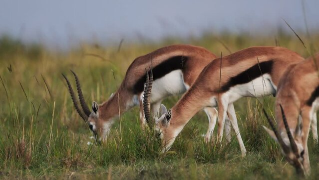 Slow Motion Shot of Thomson gazelle grazing eating grass in grassy grassland wilderness of the savannah, Africa Safari Animals in Masai Mara African Wildlife in Maasai Mara National Reserve