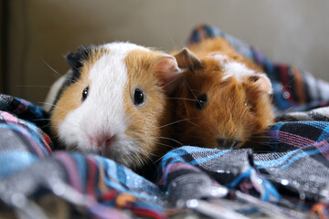 Guinea pigs with colorful blankets  - 672170100