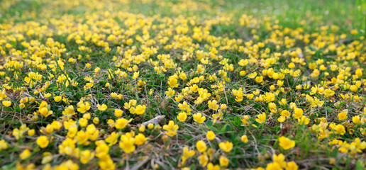 A field of yellow flowers in the grass. Yellow aconites in spring forest.