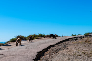 Wild pigs on the road, Corsica island, France