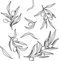 Fototapeta premium Sketch of olive branch with berries and leaves. Hand drawn vector line art illustration. Black and white drawing of the symbol of Italy or Greek for cards, design logo, tattoo