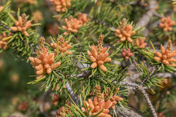 A close up of Jack pine (pinus banksiana) in summer.