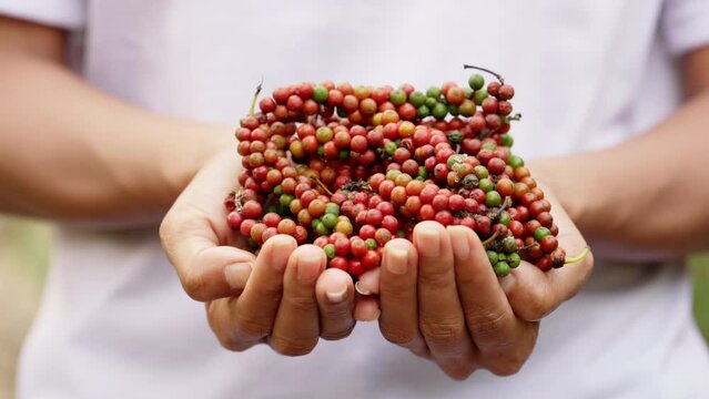 mature peppercorn fruits harvest from pepper plantation, mature berries