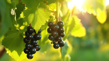 Naklejka premium A branch with black currant on a blurry background