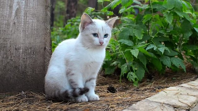 Beautiful white Homeless kitten with blue eyes scared and looking at the camera