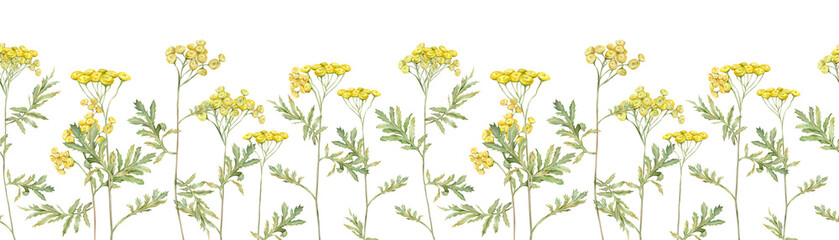 Seamless border of meadow flowers. Common tansy - yellow field flowers. Watercolor hand painting illustration on isolate white background. - obrazy, fototapety, plakaty