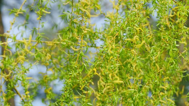 Salix Babylonica. Branch Of Blooming Weeping Willow. Nature Concept. Close up.