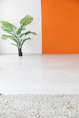 Decorative green plant in the interior of an empty white and orange room