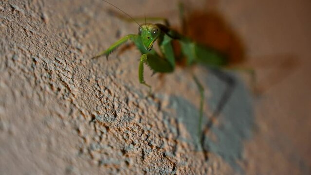 4K Footage Green praying mantis close up, predatory insect preys on a rock, detailed face