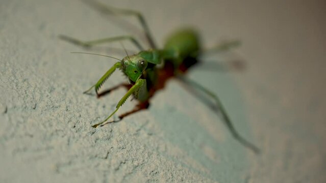 4K Footage Green praying mantis close up, Head scratches, predatory insect preys on a rock, detailed face