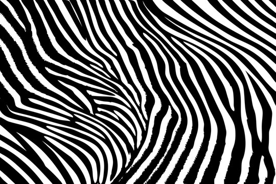 Zebra skin pattern. Black and white backdrop