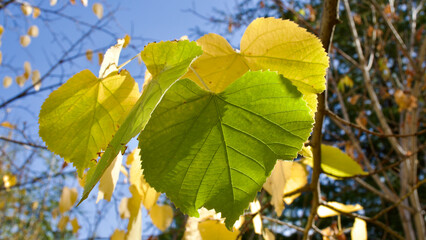 Yellowing tree leaves in autumn. Yellowed plane and acacia tree leaves. Yellowed leaves against the blue sky.