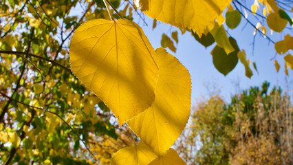 Yellowing tree leaves in autumn. Yellowed plane and acacia tree leaves. Yellowed leaves against the blue sky.