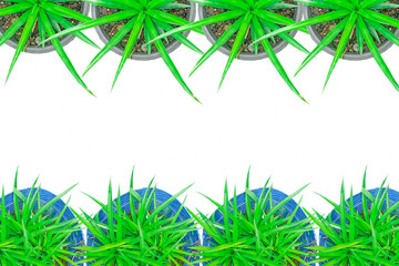 frame pineapple,pineapple tree arranged into picture frames, frame / frame pineapple tree, leaf frame, leaf picture, bright green, natural leaf color, transparent background png file