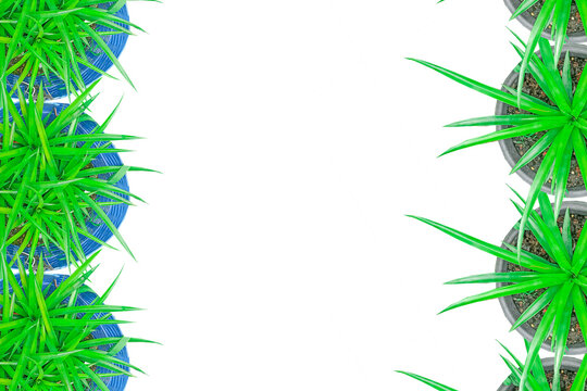frame pineapple,pineapple tree arranged into picture frames, frame / frame pineapple tree, leaf frame, leaf picture, bright green, natural leaf color, transparent background png file