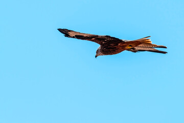 Portrait of a red kite (milvus milvus) with spread wings flying in the blue sky