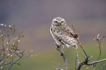 Burrowing Owl perched, La Pampa Province, Patagonia, Argentina.
