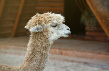 Obraz premium Llama alpaca in the zoo, fluffy and cute animal close up